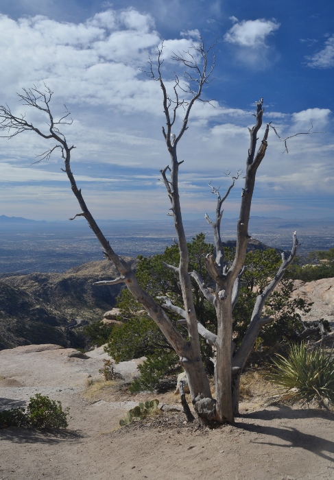 a tree whose leaves have abandoned it, taken at Windy Point